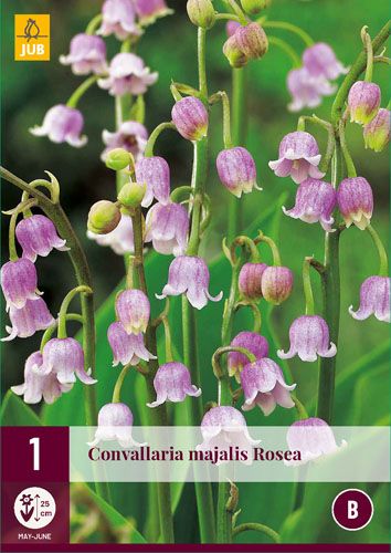 Perennial Convallaria Majalis Rosea Lily Of The Valley 1 JUB T16155