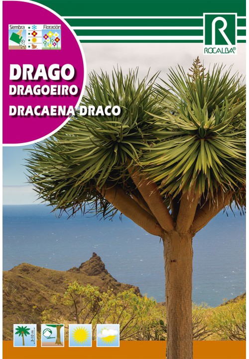 Dracena (Draco)  Rocalba 4 szem