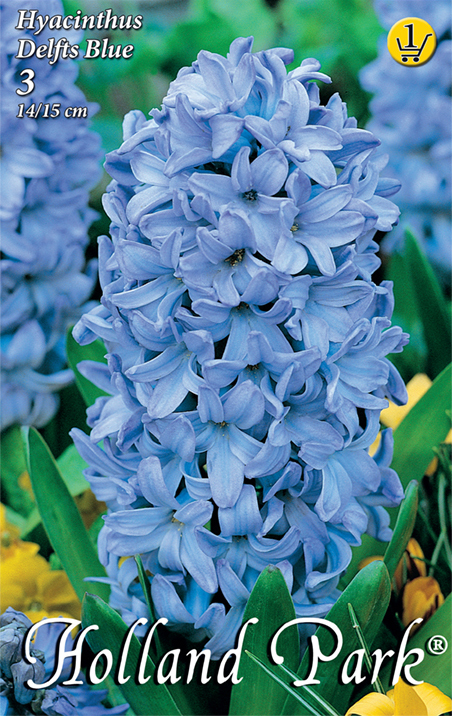 Virághagyma Jácint Delfts Blue 3 db Rédei Kertimag