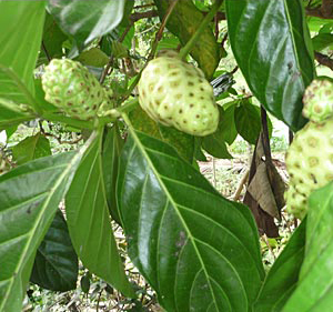 Noni (Morinda citrifolia) 5 szem