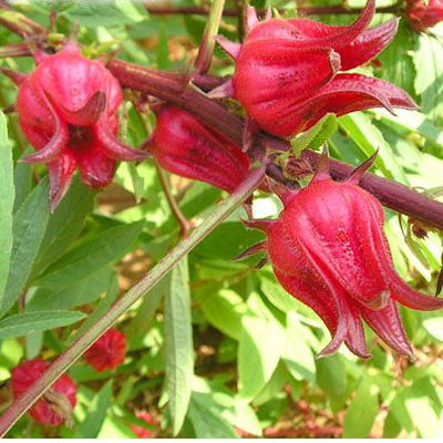 Tea hibiszkusz (Hibiscus sabdariffa ) 5 szem