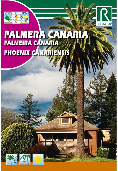 Kanári főnixpálma (Phoenix canariensis) 10g Rocalba