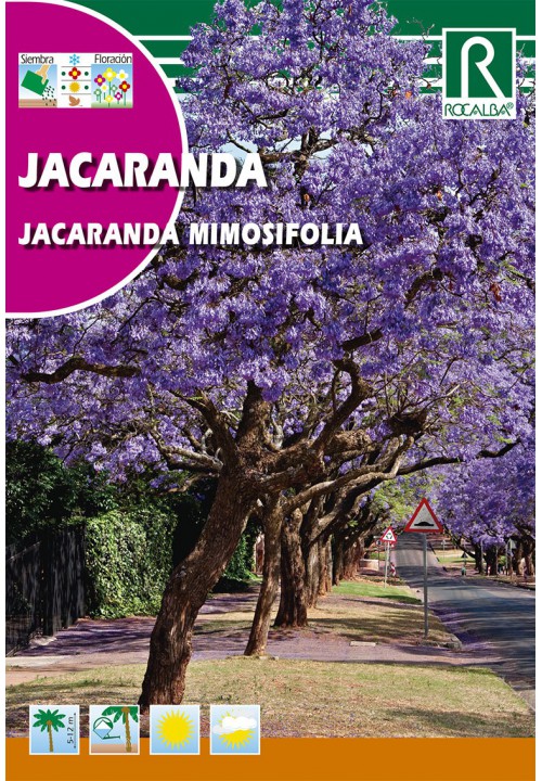 Mimosa-leaved jacaranda (Jacaranda mimiosifolia) 0,5g Rocalba