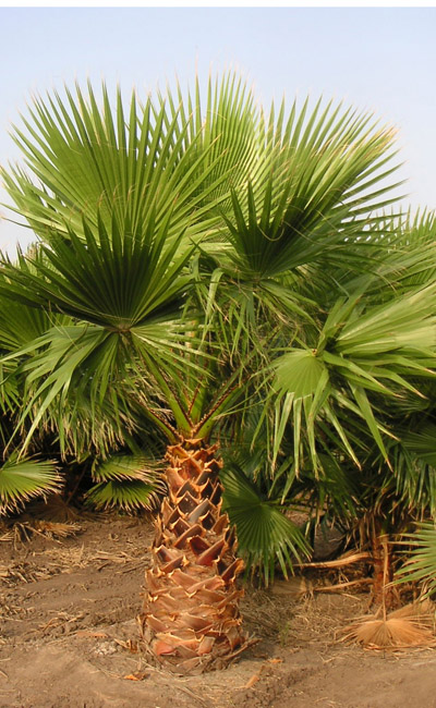 Mexican Fan Palm (Washingtonia robusta) 5 seeds