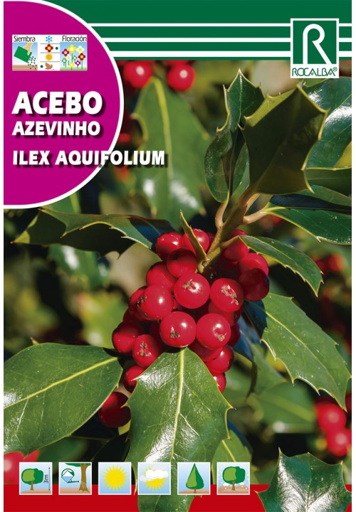 Magyal (Ilex aquifolium) Rocalba 1 g