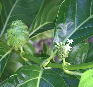 Noni (Morinda citrifolia) 5 szem