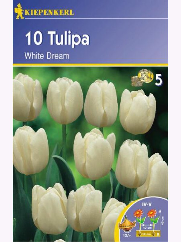 Tulipánhagyma Triumf, Kiepenkerl White Dream 10 db