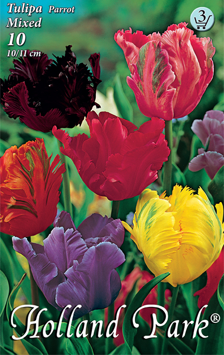 Virághagyma Tulipán Papagájvirágú színkeverék 10 db Rédei Kertimag