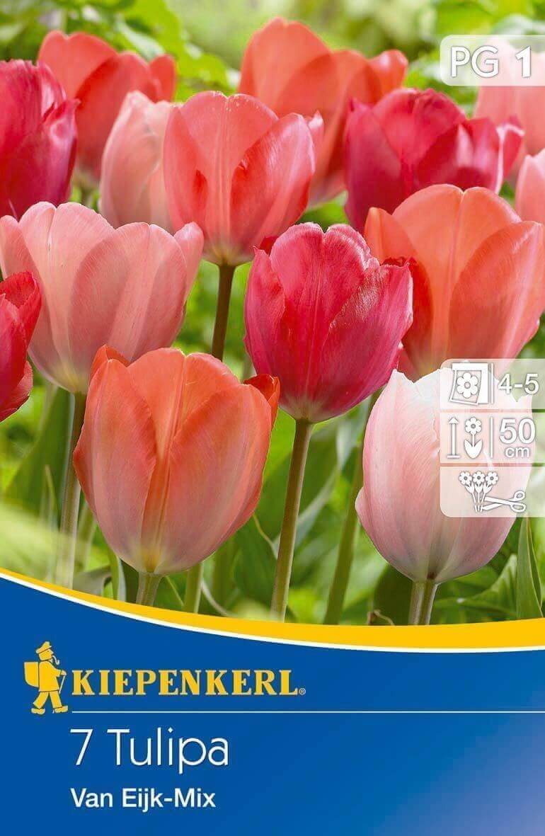 Virághagyma Tulipán Darwin-hybrid VAN EIJK 7 db Kiepenkerl