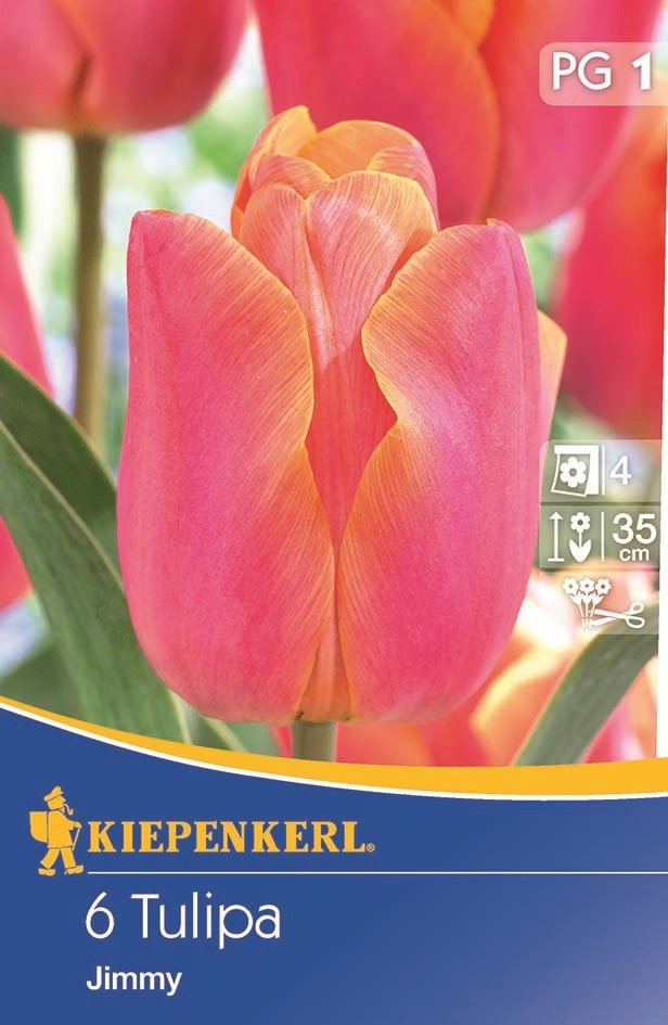 Flower bulb Tulip Triumf Jimmy, 6pcs Kiepenkerl