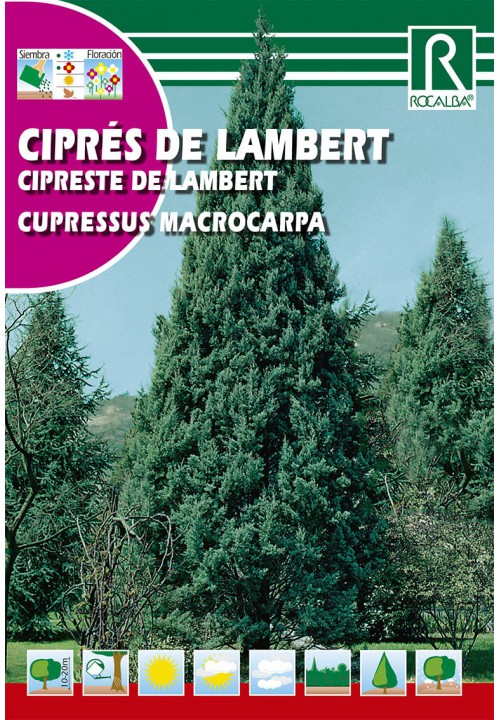 Lambert cypress (Cupressus macrocarpa) Rocalba