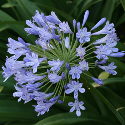 Early Blue Love Flower (Agapanthus praecoX Blue) 5 seeds