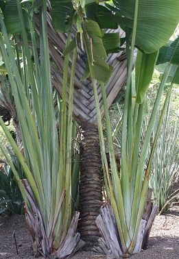 Utazók pálmája (Ravenala madagascariensis) 5 szem