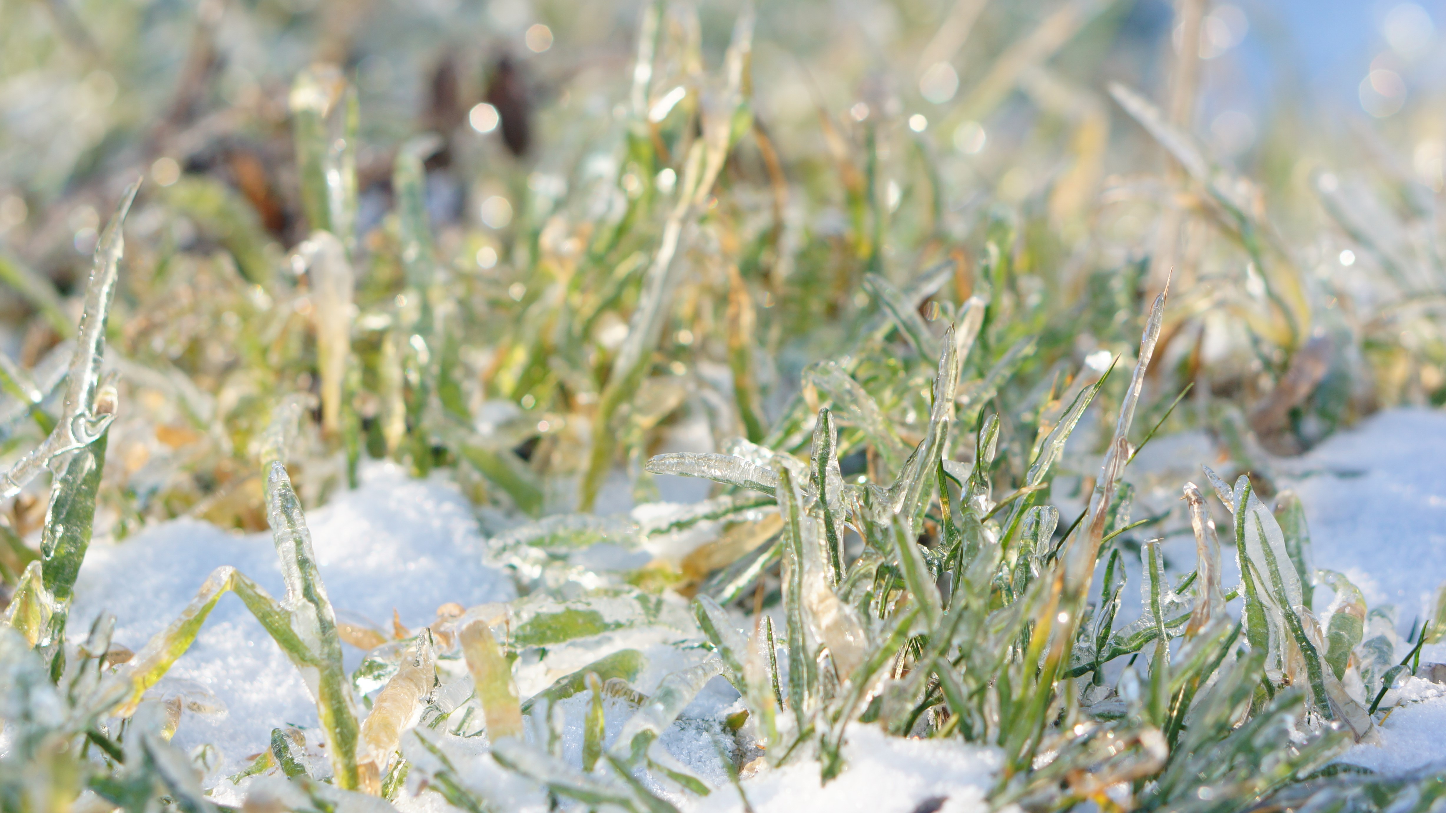 Ezt soha ne tedd a gyepeddel télen!