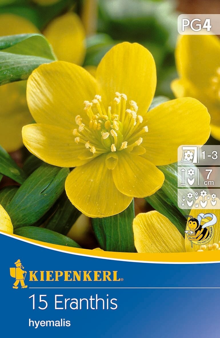 Flowering Bulb Winter Cemetery (Eranthis hyemalis) 15 pcs Kiepenkerl