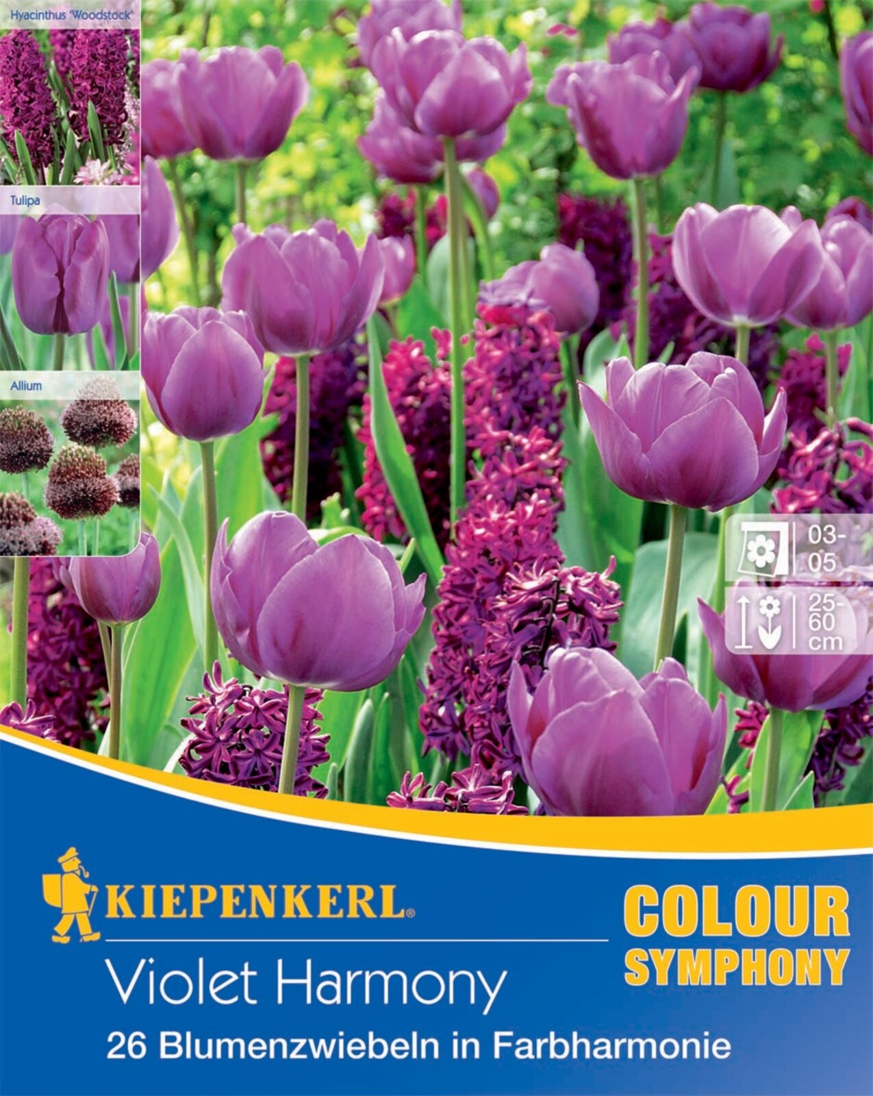 Virághagyma Colour Symphony mega Pack Violet Harmony 26 db Kiepenkerl