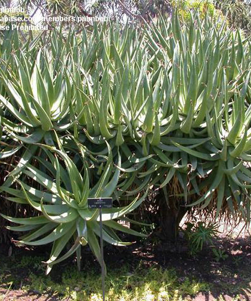 Cat's tail aloe (Aloe castanea) 5 grains