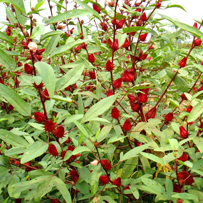 Tea hibiszkusz (Hibiscus sabdariffa ) 5 szem