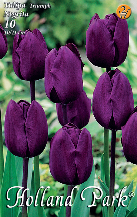 Virághagyma Tulipán Negrita 10 db Rédei Kertimag