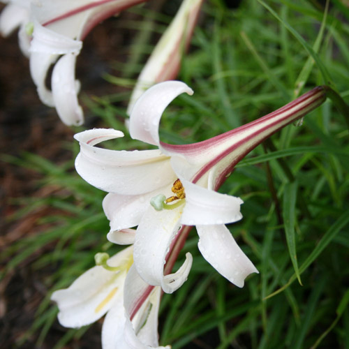 Lily (Lilium formosanum) 5 seeds