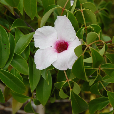 Lugasfolyondár (Pandorea jasminoides) 5 szem