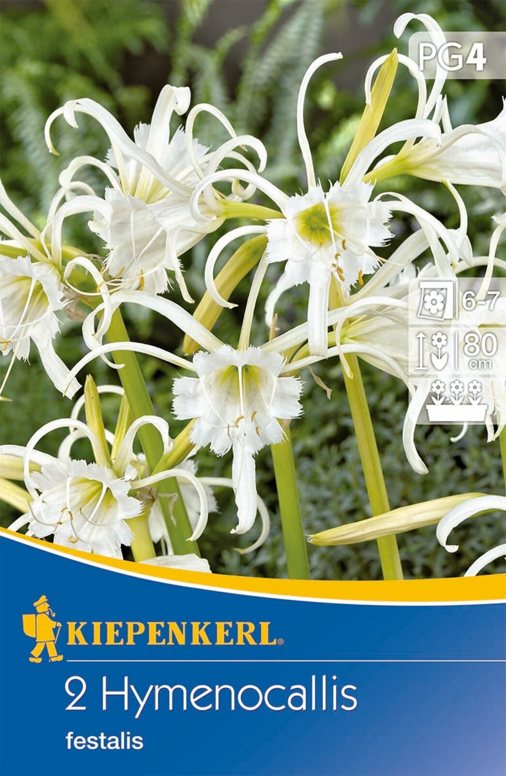Flower bulb Spider lily (Hymenocallis) Ismene (white) Kiepenkerl 2 pcs