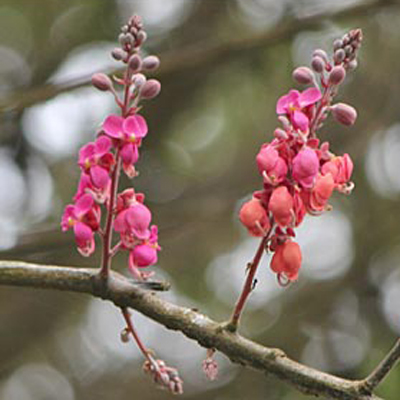 Pink kasszia (Cassia grandis) 5 szem