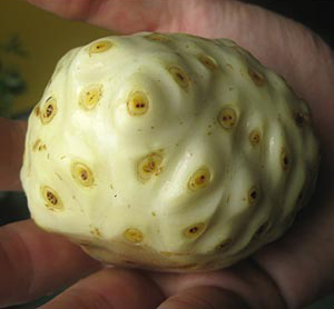 Noni (Morinda citrifolia) 5 szem