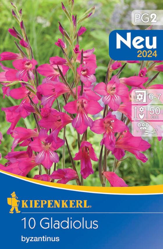 Bulb Winter-hardy Swordflower (Gladiolus comm.ssp.byzantinus) 10 pcs Kiepenkerl