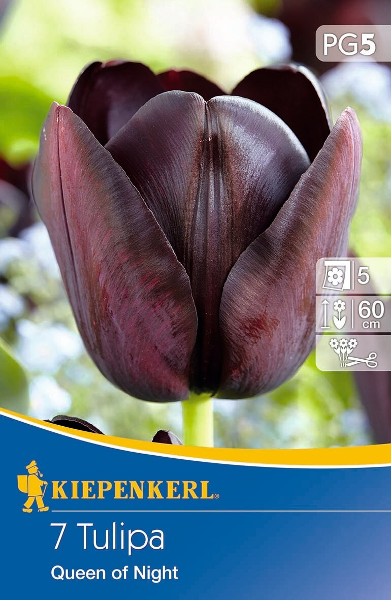 Flower bulb Tulip Queen of Night 7 pcs Kiepenkerl