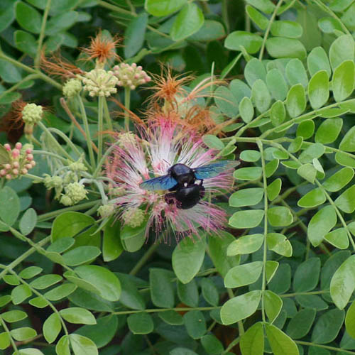 Shaman tree (Albizia saman) 5 grains