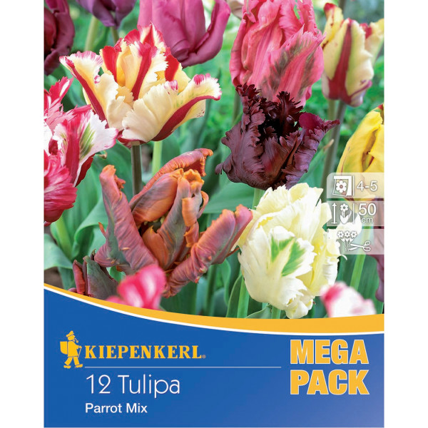 Virághagyma Tulipán Mega-Pack (papagájvirágú) színkeverék Kiepenkerl 12 db