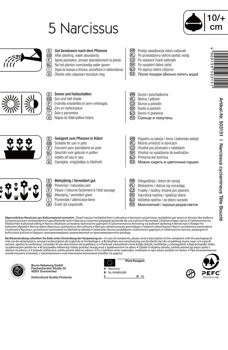 Virághagyma Botanikai nárcisz Tete Boucle 5 db Kiepenkerl