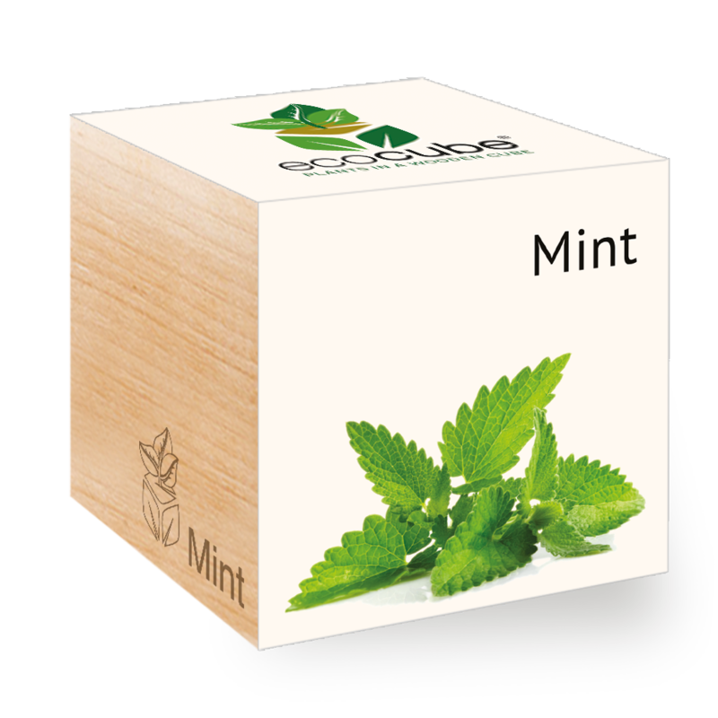 ecocube - Mint