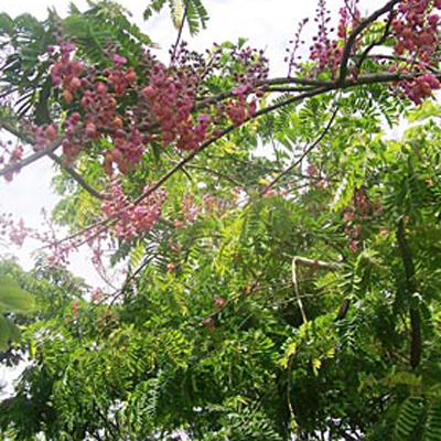 Pink kasszia (Cassia grandis) 5 szem