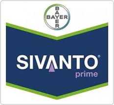 Sivanto Prime 1 l