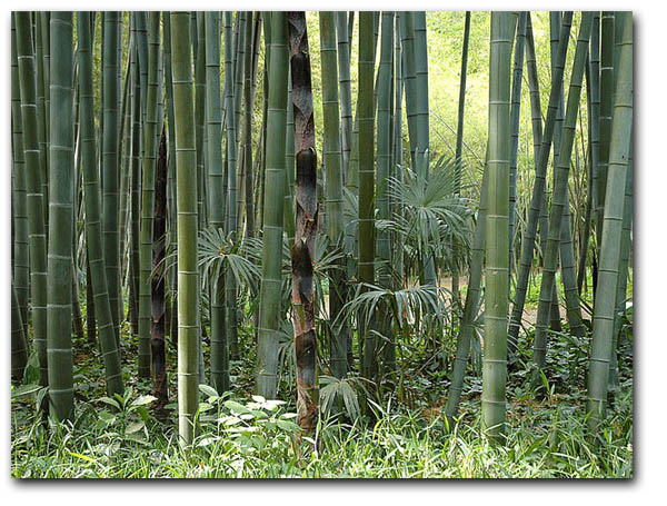 Moso bamboo (Phyllostachys pubescens) 5 seeds