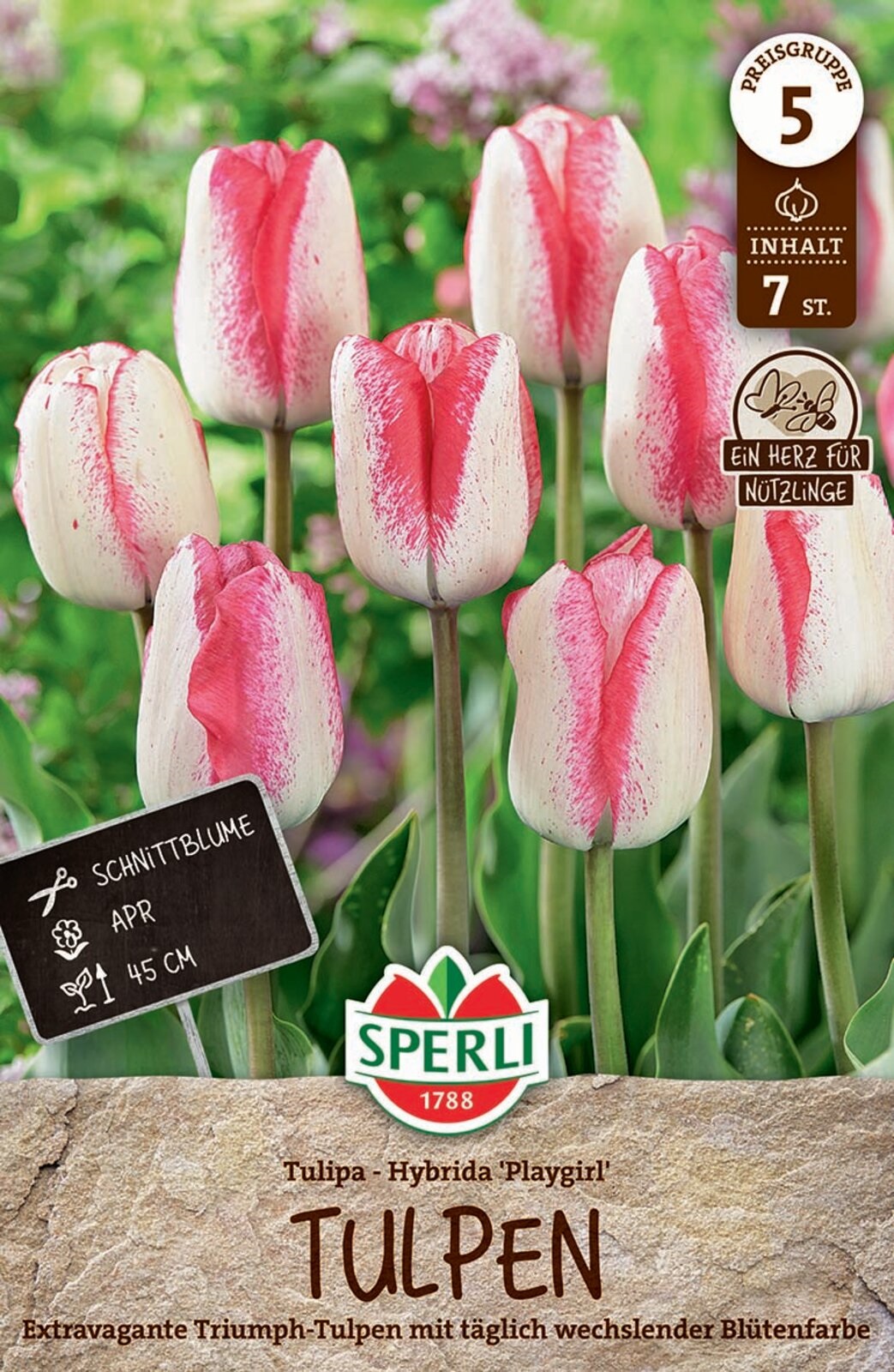 Virághagyma Tulipán Playgirl 7 db Sperli