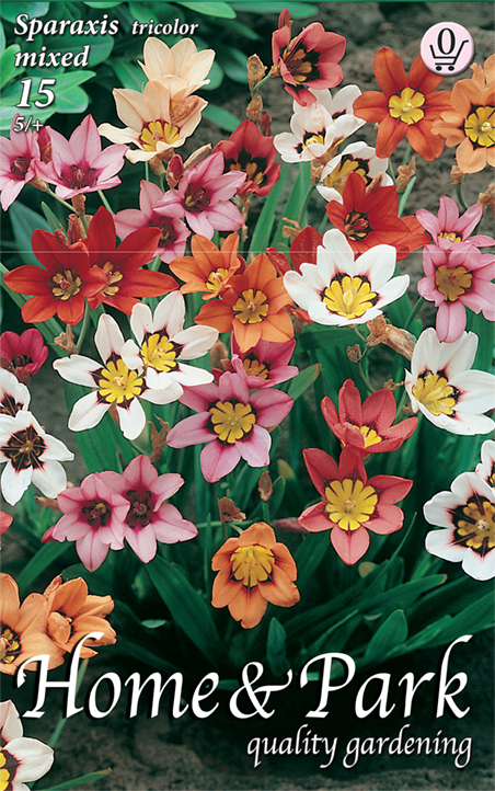 Virághagyma Cigányvirág (Sparaxis) háromszínű 15 db Rédei Kertimag
