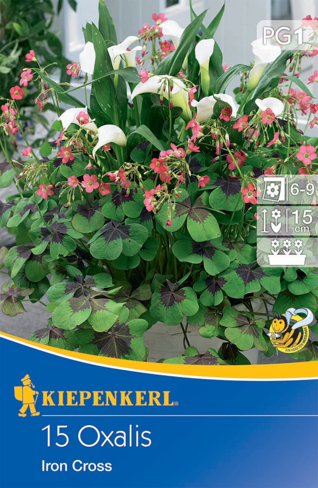 Flower bulb Four-leaved oxalis (Oxalis) Iron Cross Kiepenkerl 15 pcs