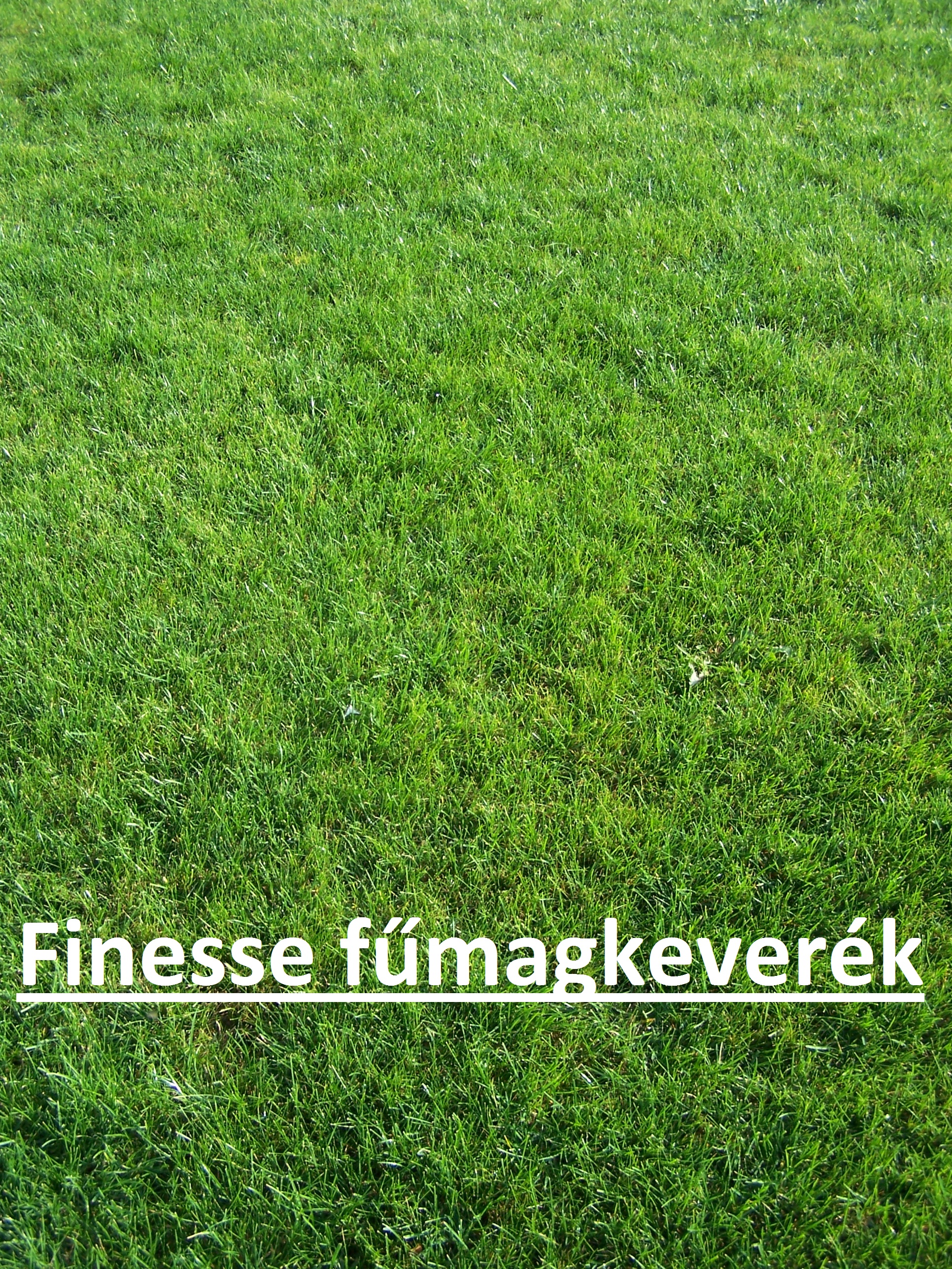 ICL grass seed Finesse (lawn type) 5 kg