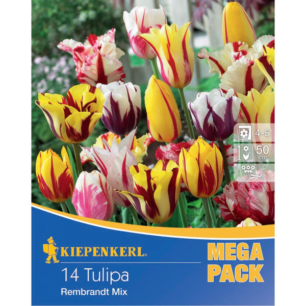 Virághagyma Tulipán Mega-Pack Rembrandt mix Kiepenkerl 14 db