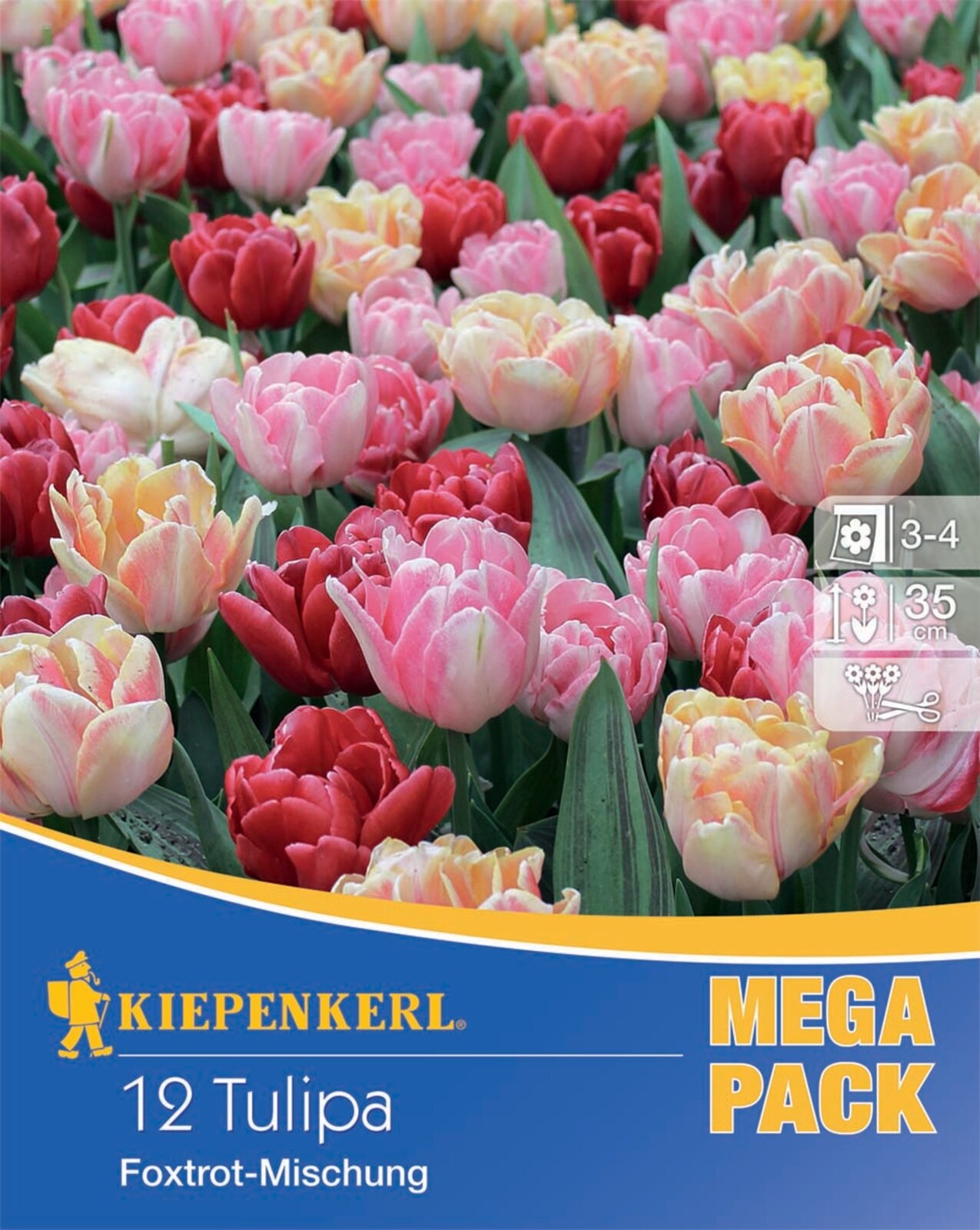 Virághagyma Tulipán Foxtrot-Mix Mega Pack 12 db Kiepenkerl