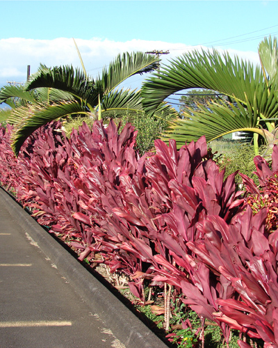 Széleslevelű Bunkóliliom (Cordyline fruticosa) 5 szem