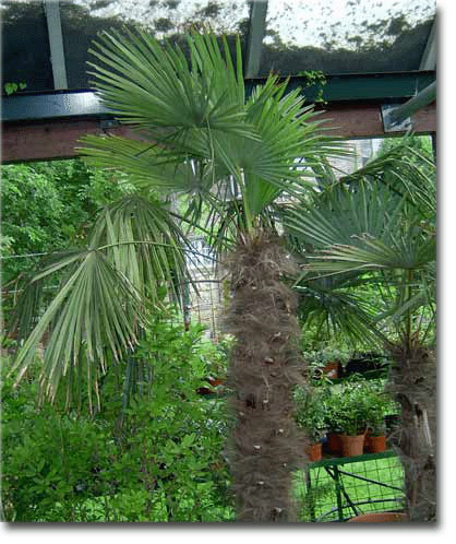 Chinese Hemp Palm (Trachycarpus fortunei) 5 seeds