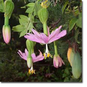 Mossy passionflower (Passiflora mollissima) 5 seeds