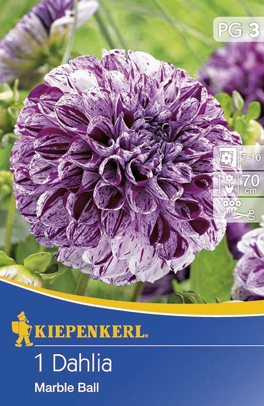 Bulb Dahlia Marble Boll 1 pc