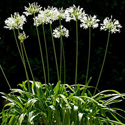 Korai fehér szerelemvirág (Agapanthus praecox Alba) 5 szem