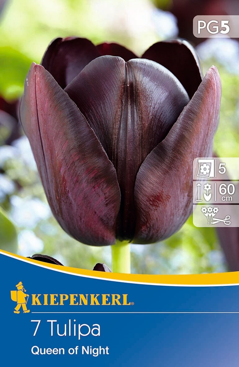 Virághagyma Tulipán Queen of Night 7 db Kiepenkerl