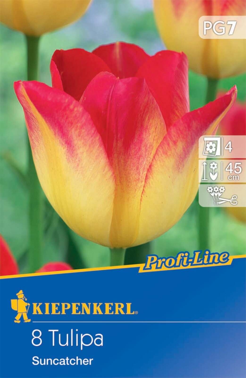 Virághagyma Tulipán Suncatcher 8 db Kiepenkerl